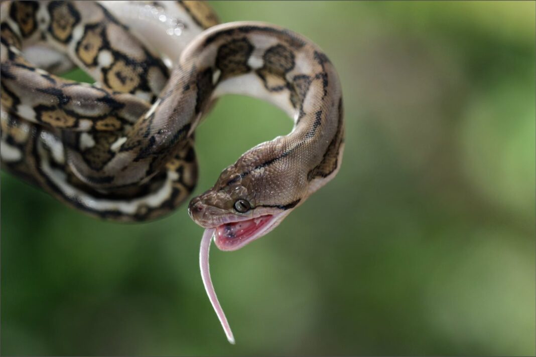 Serpiente taipán del interior en su hábitat