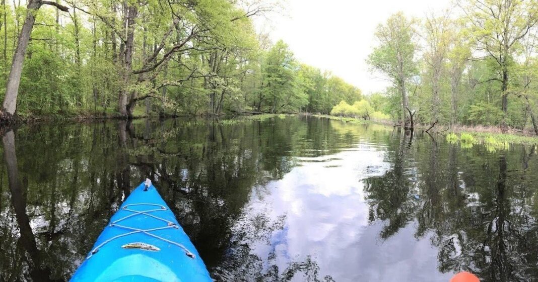 Vista del Refugio Nacional de Vida Silvestre Great Swamp en Nueva Jersey